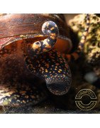 PAPUA ORANGE aquatic Snail at Shrimp Cove