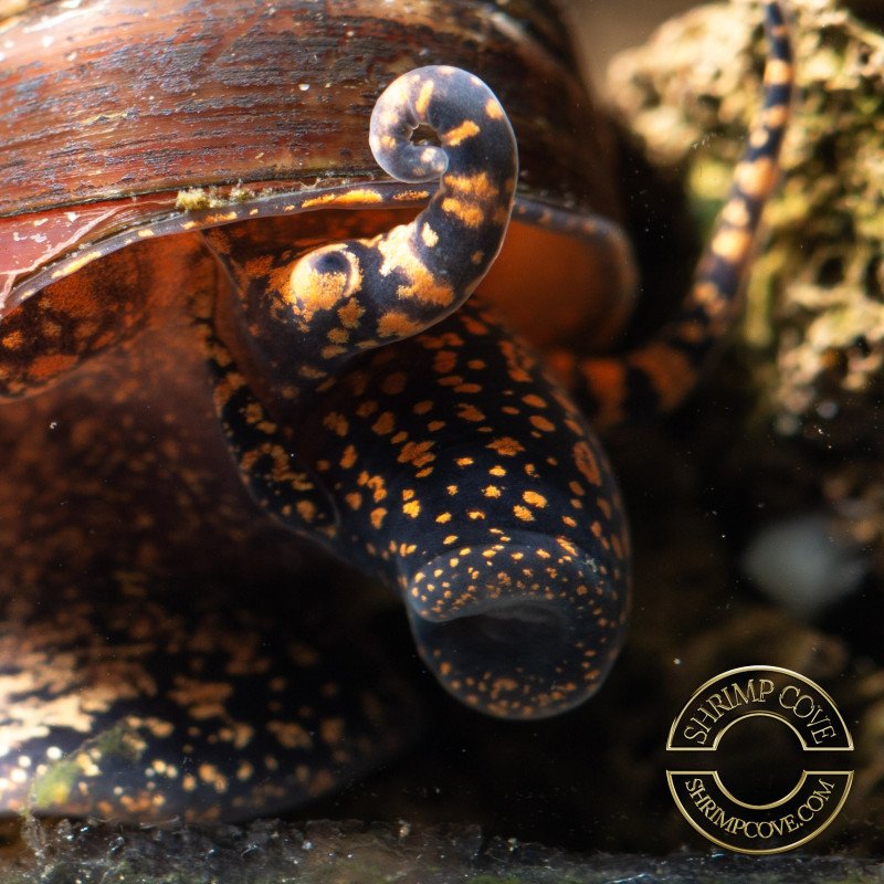 PAPUA ORANGE aquatic Snail at Shrimp Cove