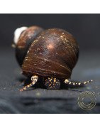 PAPUA ORANGE aquatic Snail at Shrimp Cove