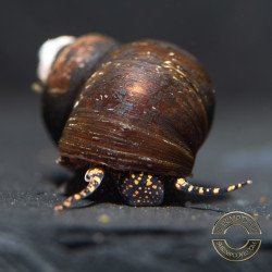 PAPUA ORANGE aquatic Snail at Shrimp Cove