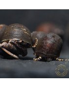 PAPUA ORANGE aquatic Snail at Shrimp Cove