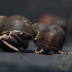 PAPUA ORANGE aquatic Snail at Shrimp Cove