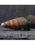 DWARF MINI RABBIT SULAWESI aquatic Snail at Shrimp Cove