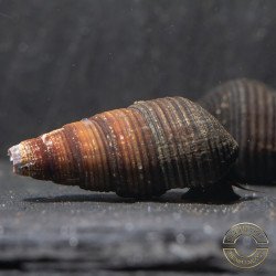 DWARF MINI RABBIT SULAWESI aquatic Snail at Shrimp Cove