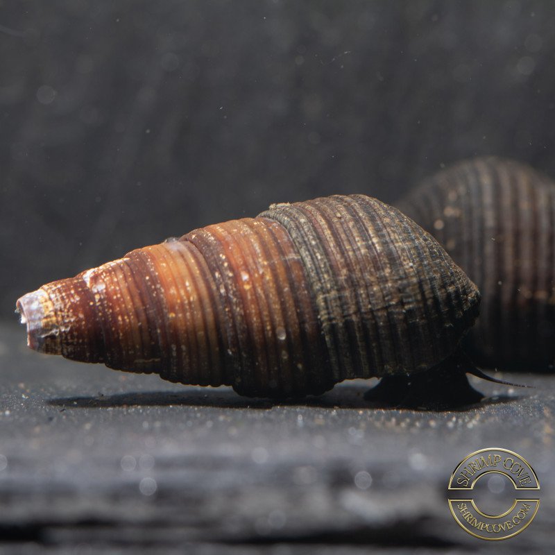 DWARF MINI RABBIT SULAWESI aquatic Snail at Shrimp Cove