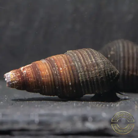 DWARF MINI RABBIT SULAWESI aquatic Snail at Shrimp Cove