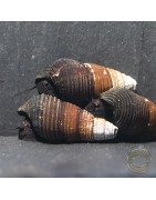 DWARF MINI RABBIT SULAWESI aquatic Snail at Shrimp Cove