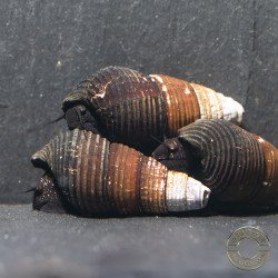 DWARF MINI RABBIT SULAWESI aquatic Snail at Shrimp Cove