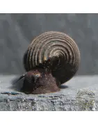 DWARF MINI RABBIT SULAWESI aquatic Snail at Shrimp Cove