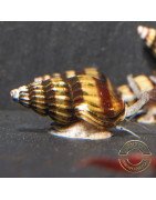 Assassin Snail Shrimp Cove