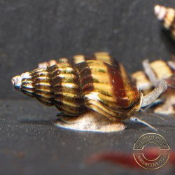 Assassin Snail Shrimp Cove