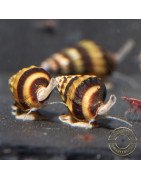 Assassin Snail Shrimp Cove