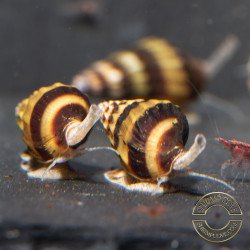 Assassin Snail Shrimp Cove