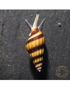 Assassin Snail Shrimp Cove