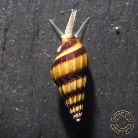 Assassin Snail Shrimp Cove