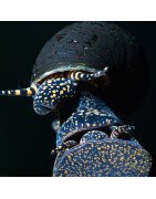PAPUA ORANGE aquatic Snail at Shrimp Cove