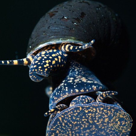 PAPUA ORANGE aquatic Snail at Shrimp Cove