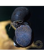 PAPUA ORANGE aquatic Snail at Shrimp Cove