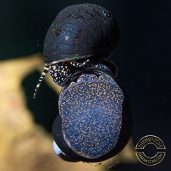 PAPUA ORANGE aquatic Snail at Shrimp Cove
