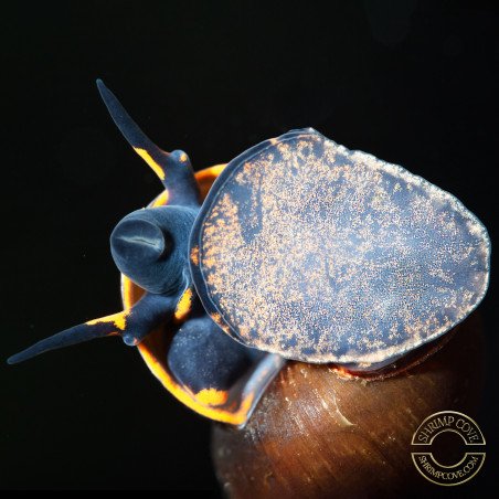 PAPUA BLUEBERRY Snail at Shrimp Cove