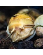 Golden Apple Snail Shrimp Cove