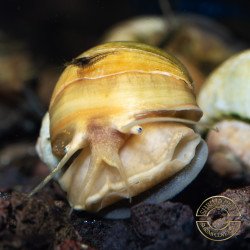 Golden Apple Snail Shrimp Cove