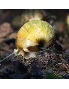 Golden Apple Snail Shrimp Cove