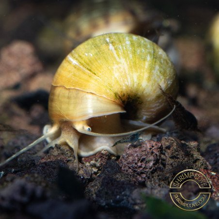 Golden Apple Snail Shrimp Cove