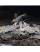 Albino Zebra Babaulti Shrimp Non-Crossbreeding