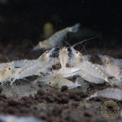 Albino Zebra Babaulti Shrimp Non-Crossbreeding