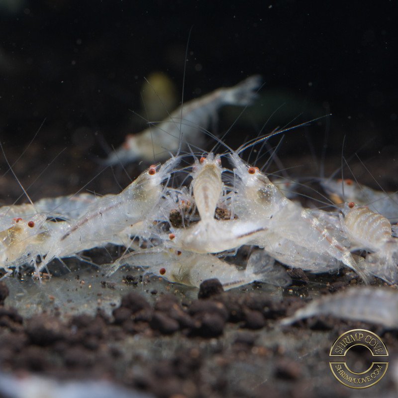 Albino Zebra Babaulti Shrimp Non-Crossbreeding