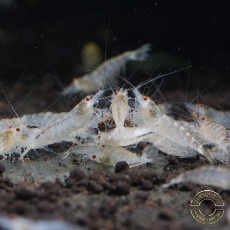 Albino Zebra Babaulti Shrimp Non-Crossbreeding