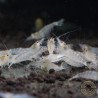Albino Zebra Babaulti Shrimp Non-Crossbreeding