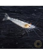 Albino Zebra Babaulti Shrimp Non-Crossbreeding
