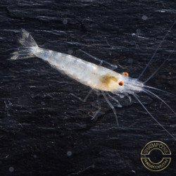 Albino Zebra Babaulti Shrimp Non-Crossbreeding
