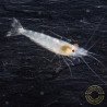 Albino Zebra Babaulti Shrimp Non-Crossbreeding