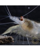 Albino Zebra Babaulti Shrimp Non-Crossbreeding