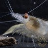 Albino Zebra Babaulti Shrimp Non-Crossbreeding