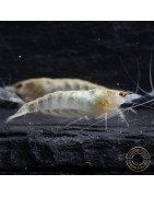 Albino Zebra Babaulti Shrimp Non-Crossbreeding