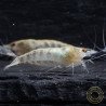 Albino Zebra Babaulti Shrimp Non-Crossbreeding
