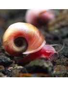 Ramshorn Snail Pink Pearl , Blue Sapphire at Shrimp Cove