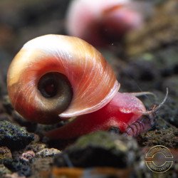 Ramshorn Snail Pink Pearl , Blue Sapphire at Shrimp Cove