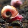 Ramshorn Snail Pink Pearl , Blue Sapphire at Shrimp Cove
