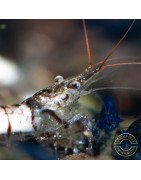 Home-Bred Snow Zebra shrimp Sula Neocaridina Shrimp | Shrimp Cove UK