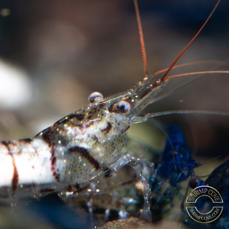 Home-Bred Snow Zebra shrimp Sula Neocaridina Shrimp | Shrimp Cove UK