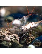 Home-Bred Snow Zebra shrimp Sula Neocaridina Shrimp | Shrimp Cove UK