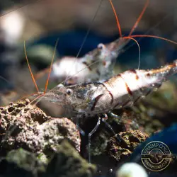 Home-Bred Snow Zebra shrimp Sula Neocaridina Shrimp | Shrimp Cove UK