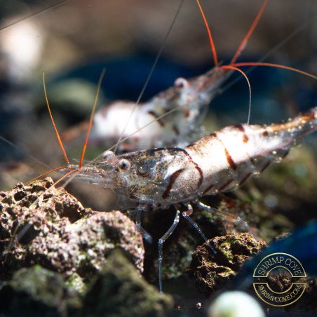 Home-Bred Snow Zebra shrimp Sula Neocaridina Shrimp | Shrimp Cove UK