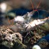 Home-Bred Snow Zebra shrimp Sula Neocaridina Shrimp | Shrimp Cove UK