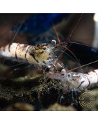 Home-Bred Snow Zebra shrimp Sula Neocaridina Shrimp | Shrimp Cove UK